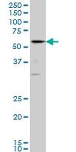 RUNX2 Antibody in Western Blot (WB)