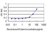 RUNX2 Antibody in ELISA (ELISA)