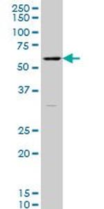 RUNX2 Antibody in Western Blot (WB)