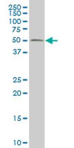 RUNX2 Antibody in Western Blot (WB)