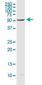 RUNX1 Antibody in Western Blot (WB)