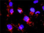 CCNB1 Antibody in Proximity Ligation Assay (PLA) (PLA)