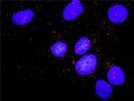 CCNB1 Antibody in Proximity Ligation Assay (PLA) (PLA)