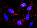 CCNB1 Antibody in Proximity Ligation Assay (PLA) (PLA)