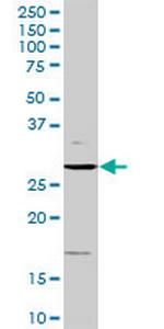 CCND3 Antibody in Western Blot (WB)