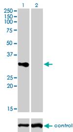 TNFRSF7 Antibody in Western Blot (WB)