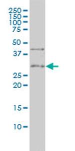 TNFRSF7 Antibody in Western Blot (WB)