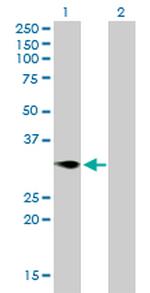 TNFRSF7 Antibody in Western Blot (WB)