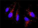 CD80 Antibody in Proximity Ligation Assay (PLA) (PLA)