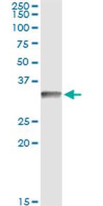 CD80 Antibody in Immunoprecipitation (IP)