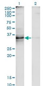 TNFSF8 Antibody in Western Blot (WB)