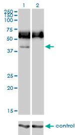 CD33 Antibody in Western Blot (WB)