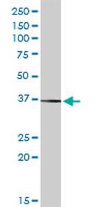 SIGLEC6 Antibody in Western Blot (WB)