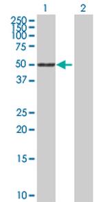 SIGLEC6 Antibody in Western Blot (WB)