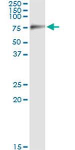 SIGLEC6 Antibody in Immunoprecipitation (IP)