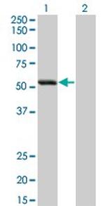 SIGLEC6 Antibody in Western Blot (WB)