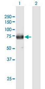 SCARB2 Antibody in Western Blot (WB)