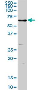 ENTPD3 Antibody in Western Blot (WB)