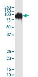 CD44 Antibody in Western Blot (WB)