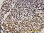 CD58 Antibody in Immunohistochemistry (Paraffin) (IHC (P))