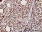 CD58 Antibody in Immunohistochemistry (Paraffin) (IHC (P))