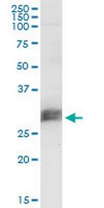 CD151 Antibody in Western Blot (WB)