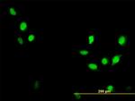 CDC2 Antibody in Immunocytochemistry (ICC/IF)