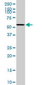 CDC25A Antibody in Western Blot (WB)