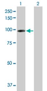 CDH13 Antibody in Western Blot (WB)