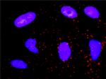 CDK6 Antibody in Proximity Ligation Assay (PLA) (PLA)