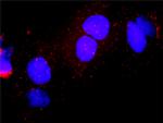 CDK7 Antibody in Proximity Ligation Assay (PLA) (PLA)