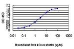 CDK8 Antibody in ELISA (ELISA)