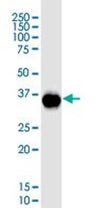 CDX2 Antibody in Western Blot (WB)