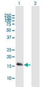 CEBPG Antibody in Western Blot (WB)