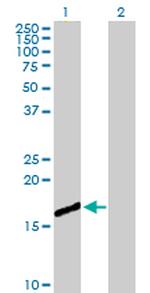 CEBPG Antibody in Western Blot (WB)