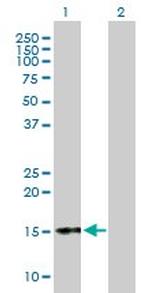 CGA Antibody in Western Blot (WB)