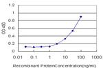 CHEK1 Antibody in ELISA (ELISA)