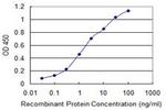 CHIT1 Antibody in ELISA (ELISA)