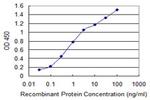 CHUK Antibody in ELISA (ELISA)