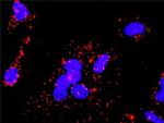 CHUK Antibody in Proximity Ligation Assay (PLA) (PLA)