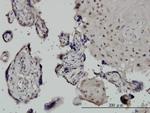 CHUK Antibody in Immunohistochemistry (Paraffin) (IHC (P))