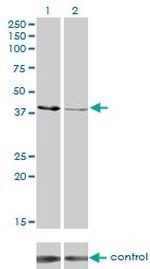 CKMT1B Antibody in Western Blot (WB)