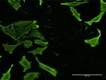 CKS2 Antibody in Immunocytochemistry (ICC/IF)