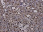 TPP1 Antibody in Immunohistochemistry (Paraffin) (IHC (P))