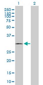 CNN2 Antibody in Western Blot (WB)