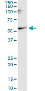 CNR1 Antibody in Western Blot (WB)