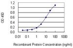 CNR2 Antibody in ELISA (ELISA)