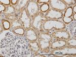 COX6B1 Antibody in Immunohistochemistry (Paraffin) (IHC (P))