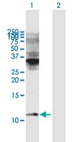 COX6C Antibody in Western Blot (WB)