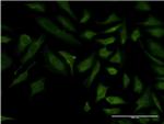 COX6C Antibody in Immunocytochemistry (ICC/IF)